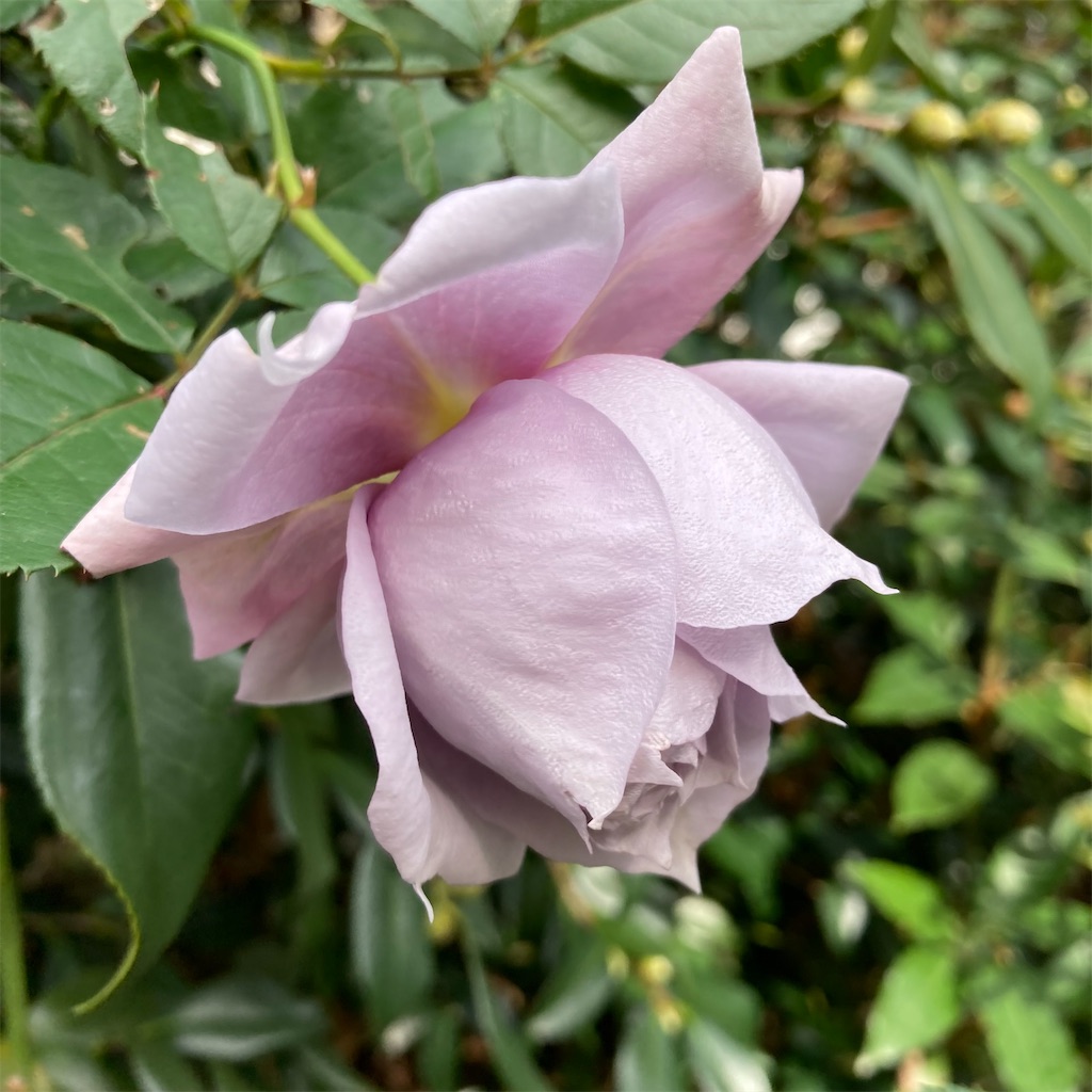 f:id:rotling:20221122120711j:image