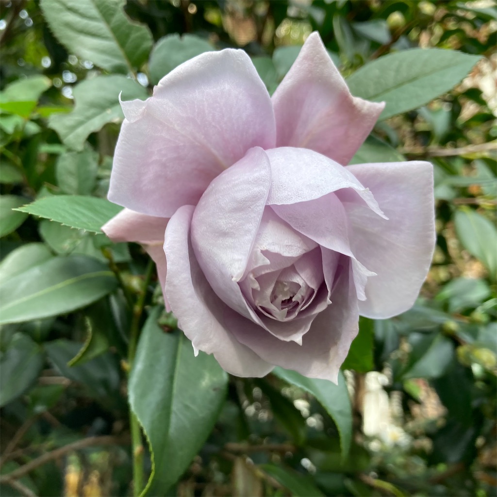 f:id:rotling:20221122120722j:image