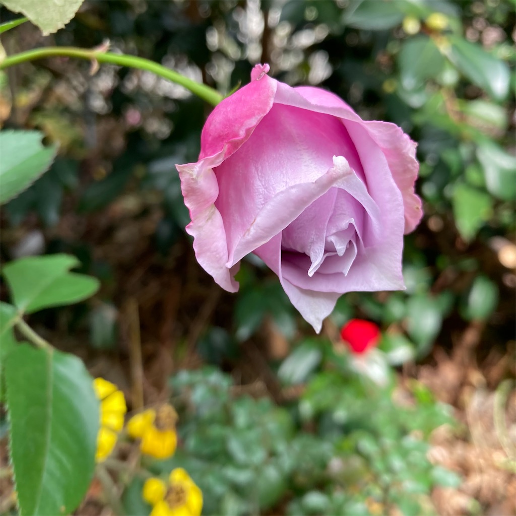 f:id:rotling:20221122120726j:image