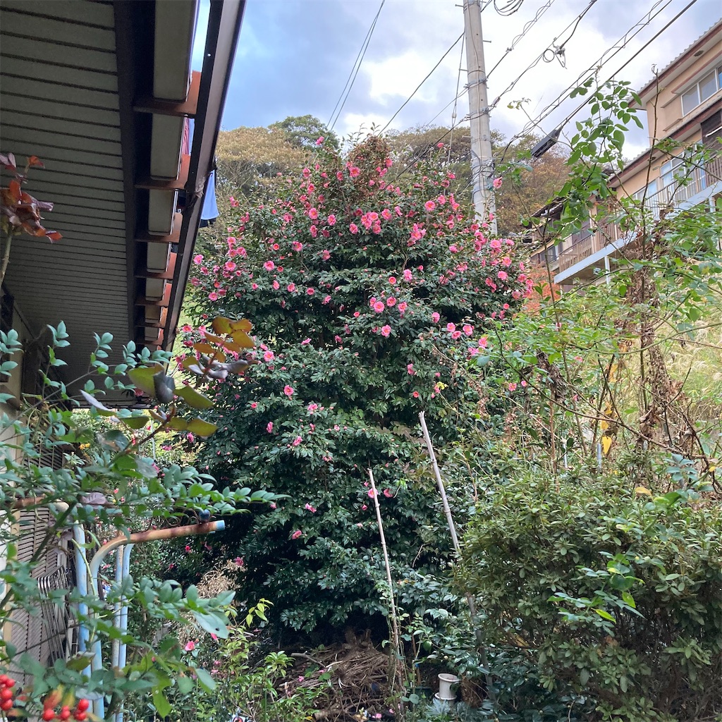 f:id:rotling:20221123073226j:image