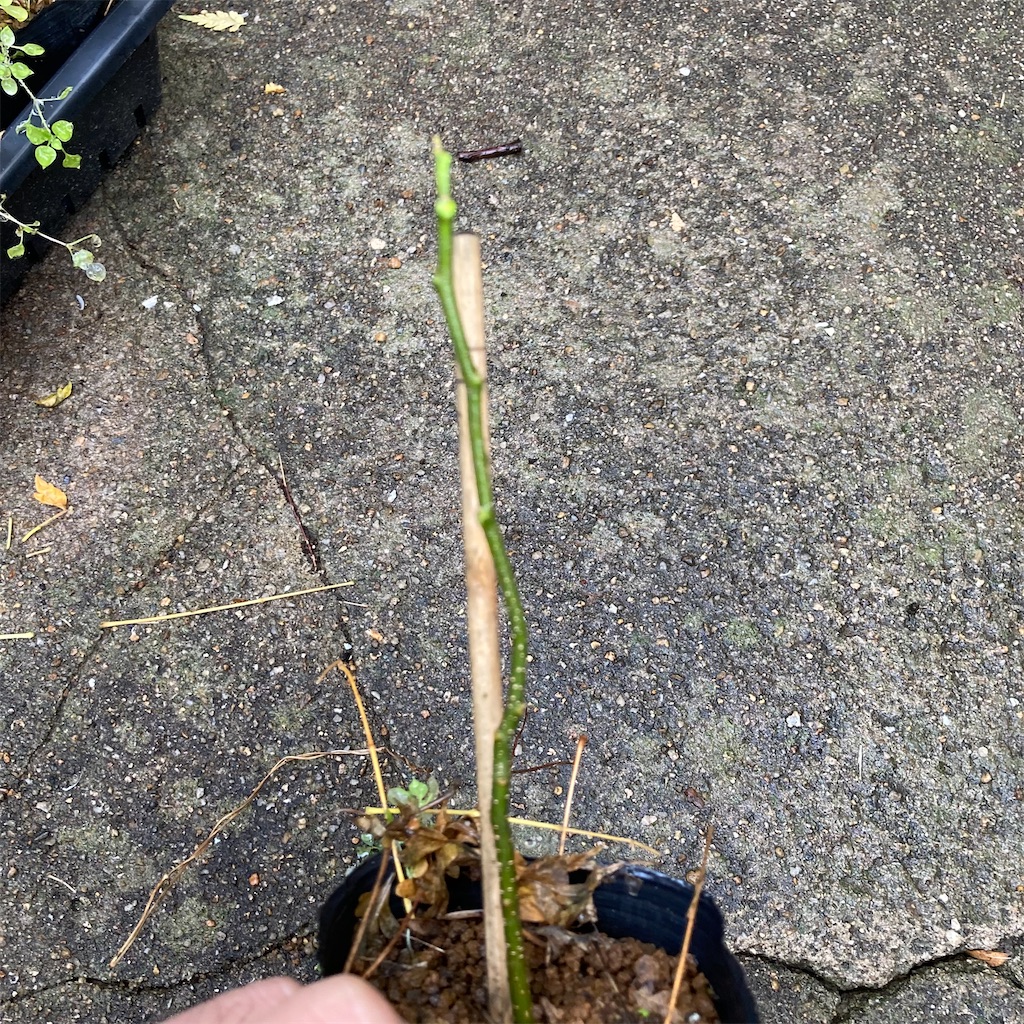 f:id:rotling:20221124194315j:image