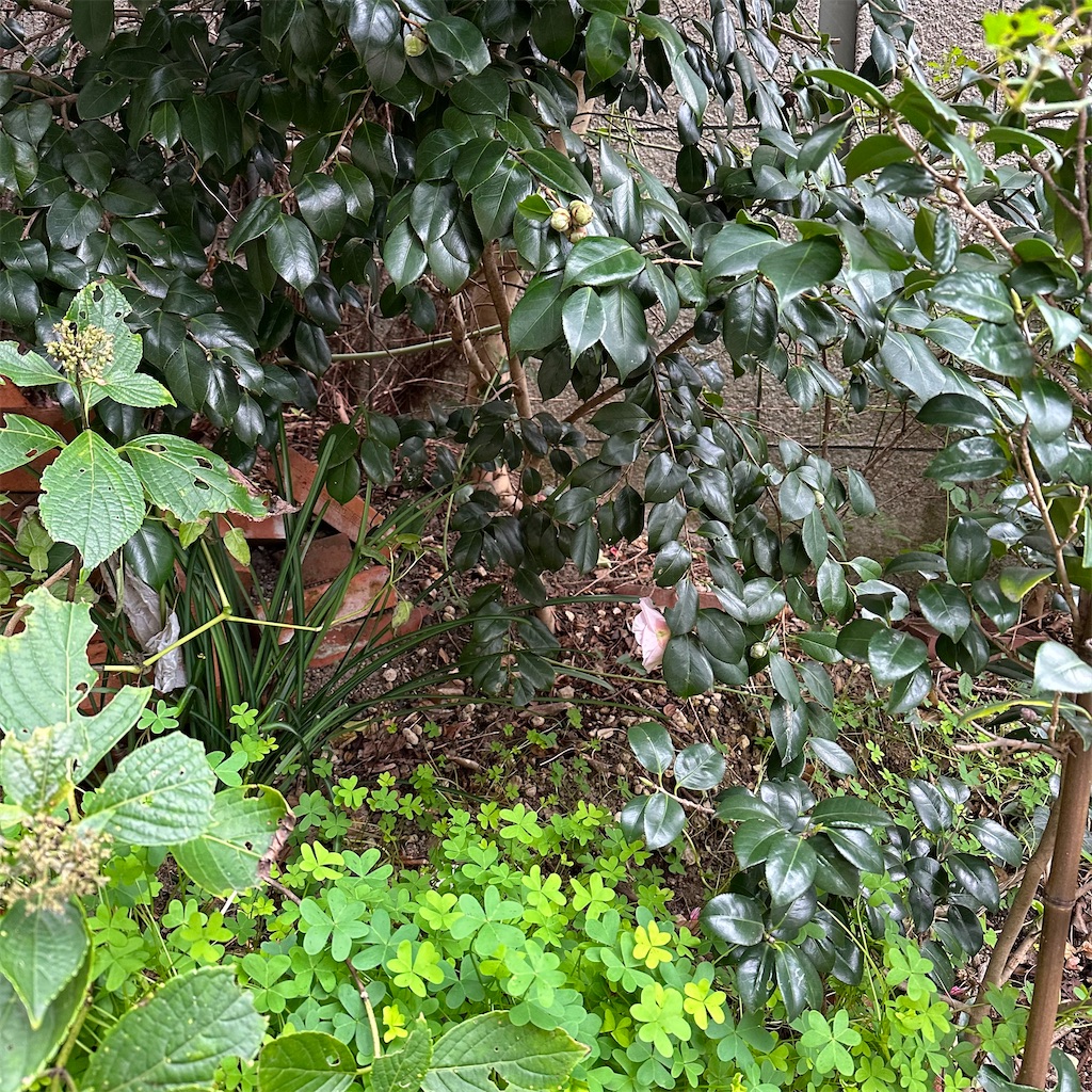 f:id:rotling:20221207171853j:image