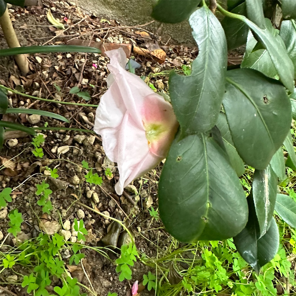 f:id:rotling:20221207171903j:image