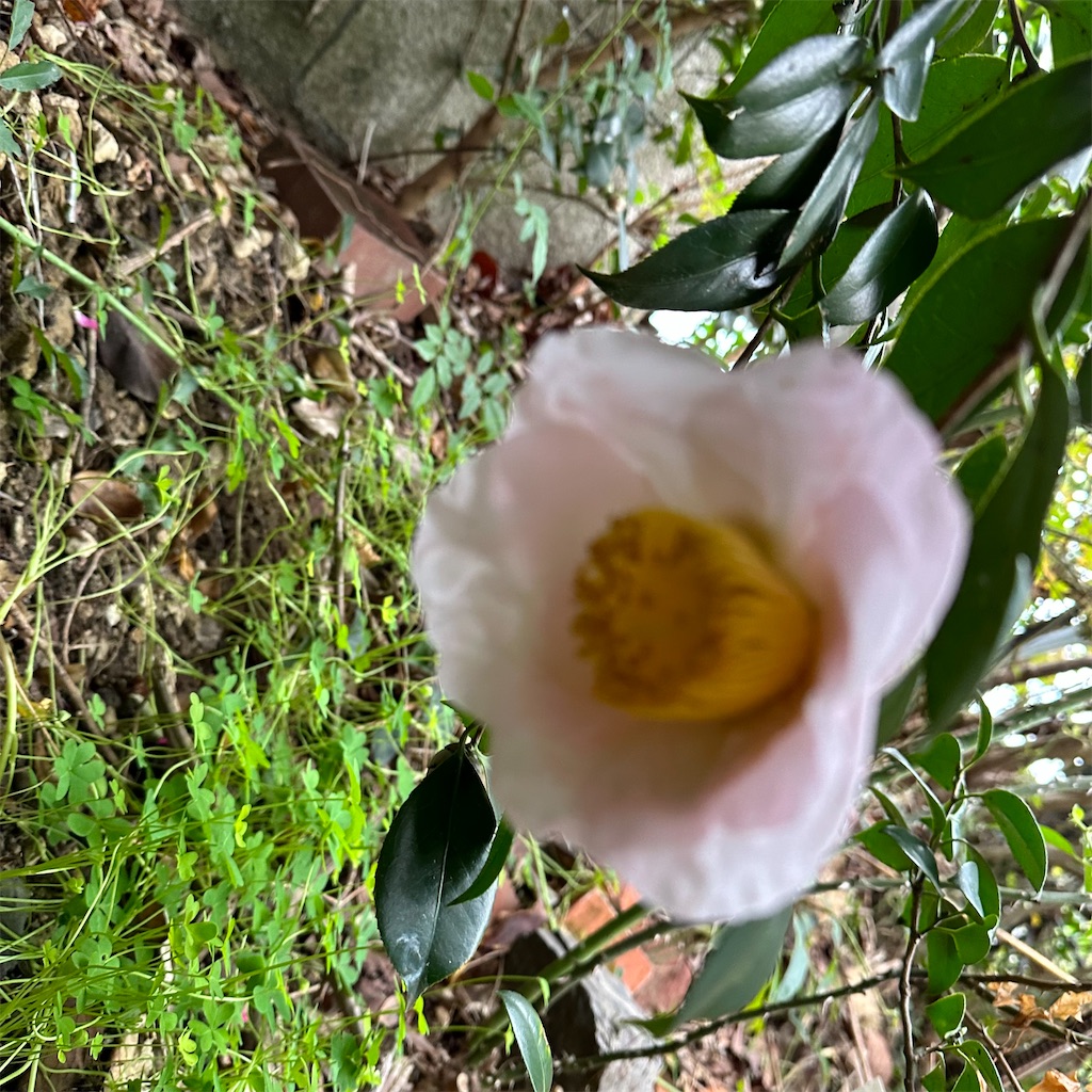 f:id:rotling:20221207171906j:image