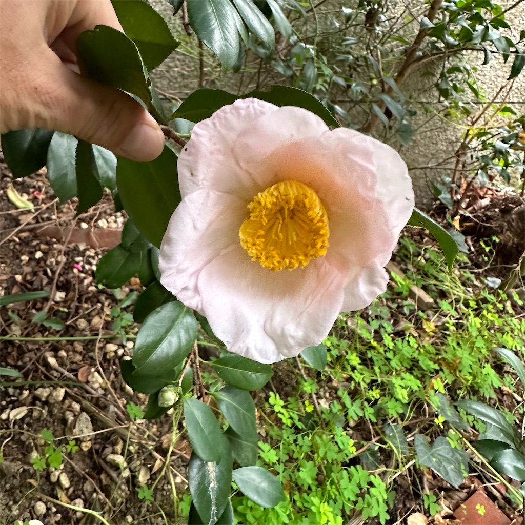 f:id:rotling:20221207171910j:image