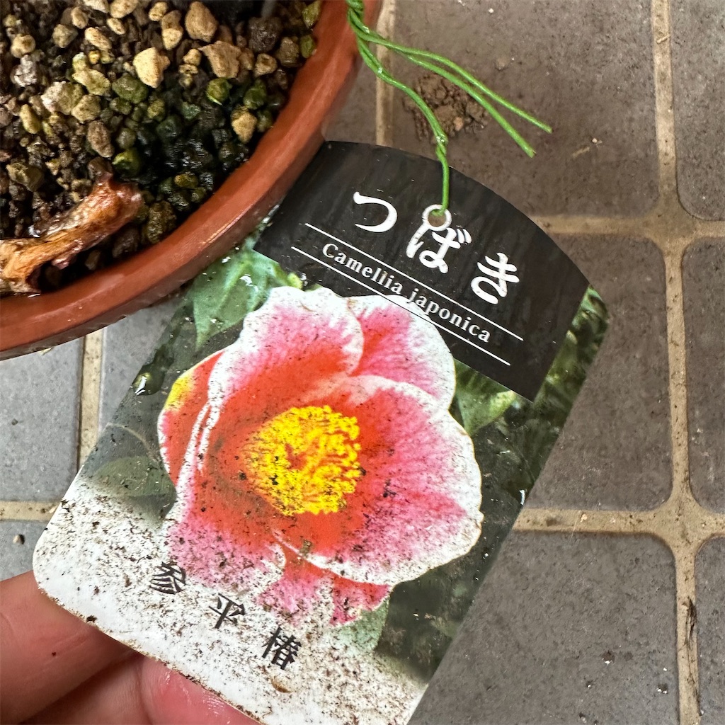 f:id:rotling:20230113091818j:image