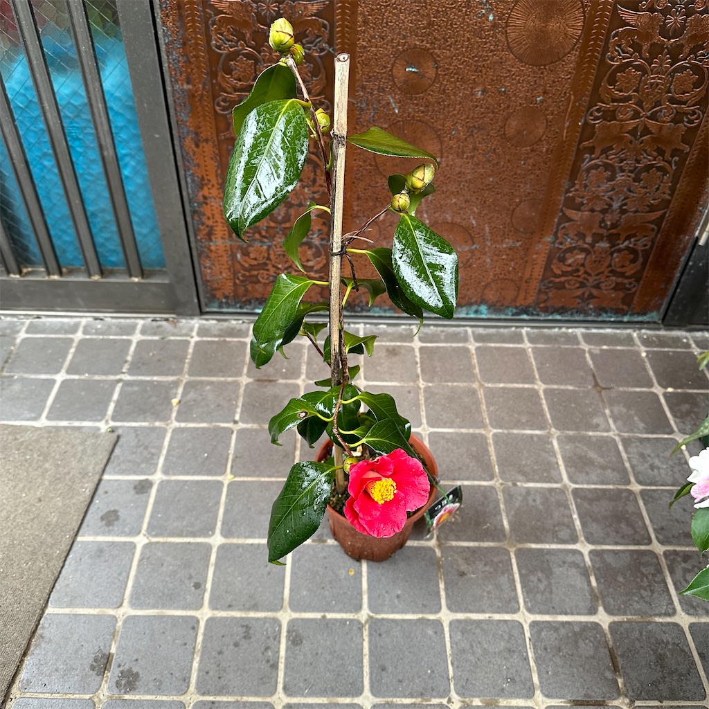 f:id:rotling:20230113091822j:image