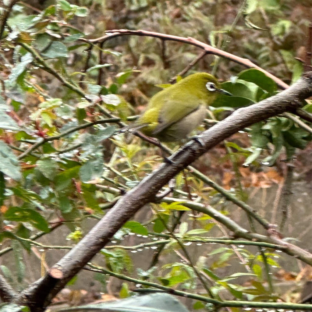 f:id:rotling:20230114102724j:image