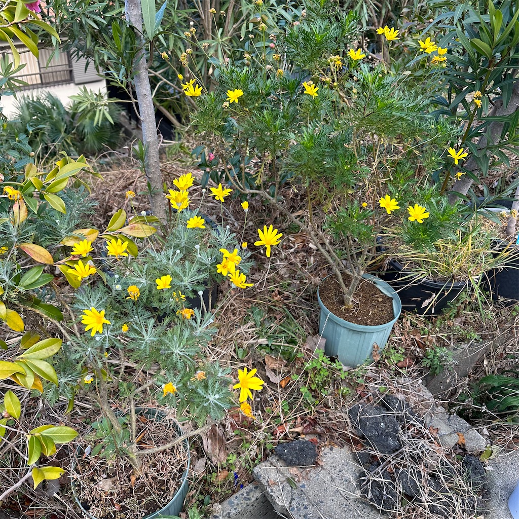 f:id:rotling:20230114114554j:image