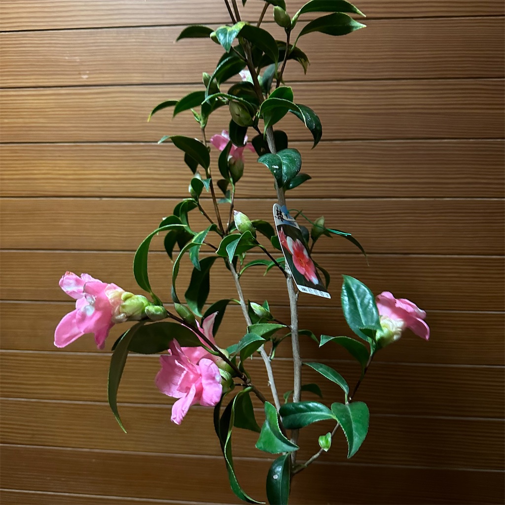 f:id:rotling:20230119210859j:image