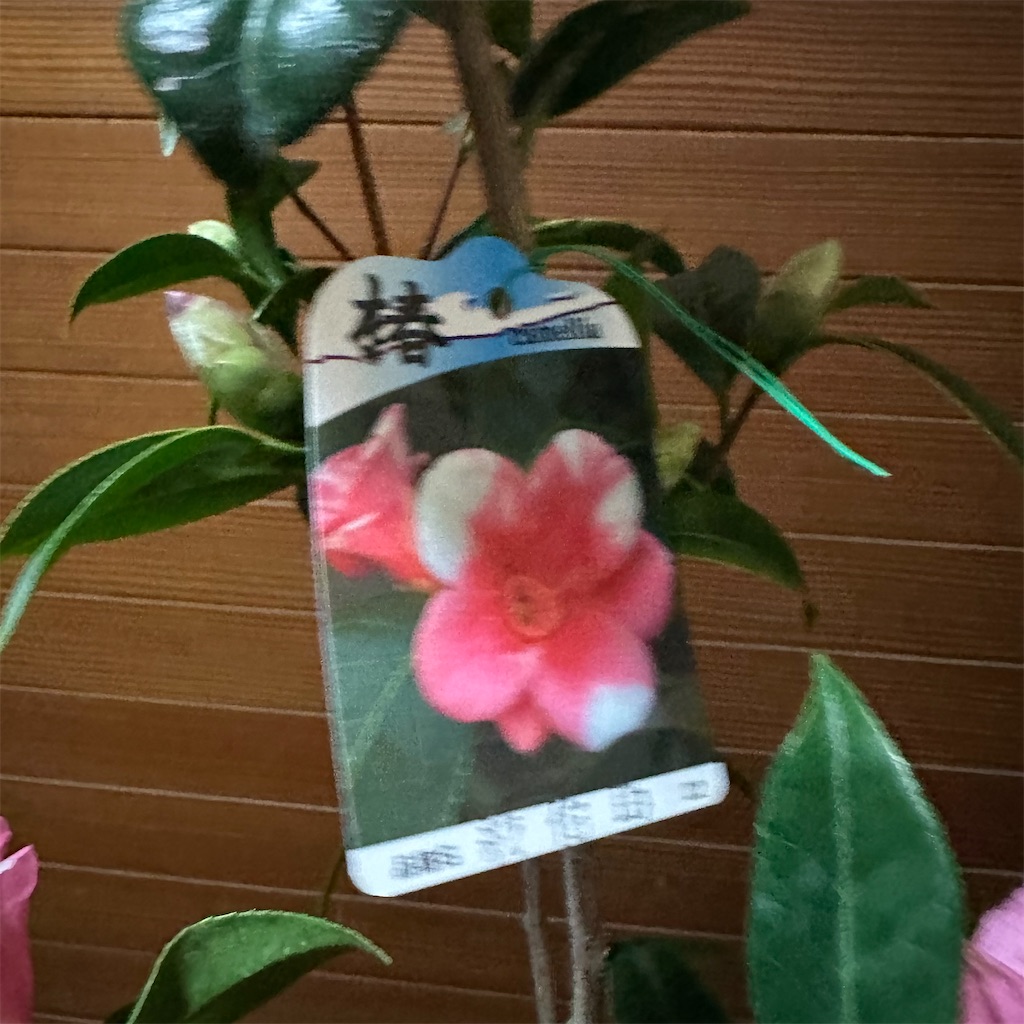 f:id:rotling:20230119210904j:image