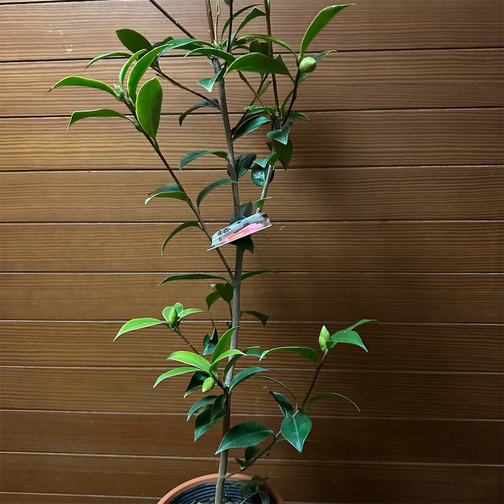 f:id:rotling:20230119210909j:image