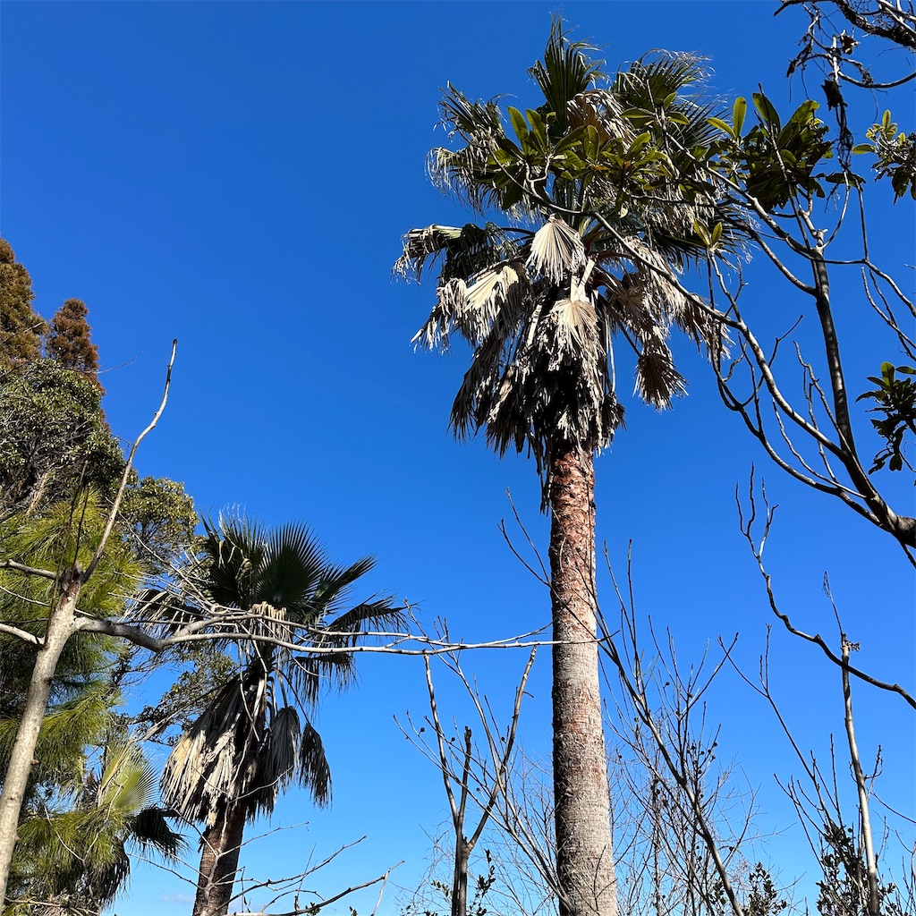 f:id:rotling:20230128225722j:image f:id:rotling:20230128225722j:image