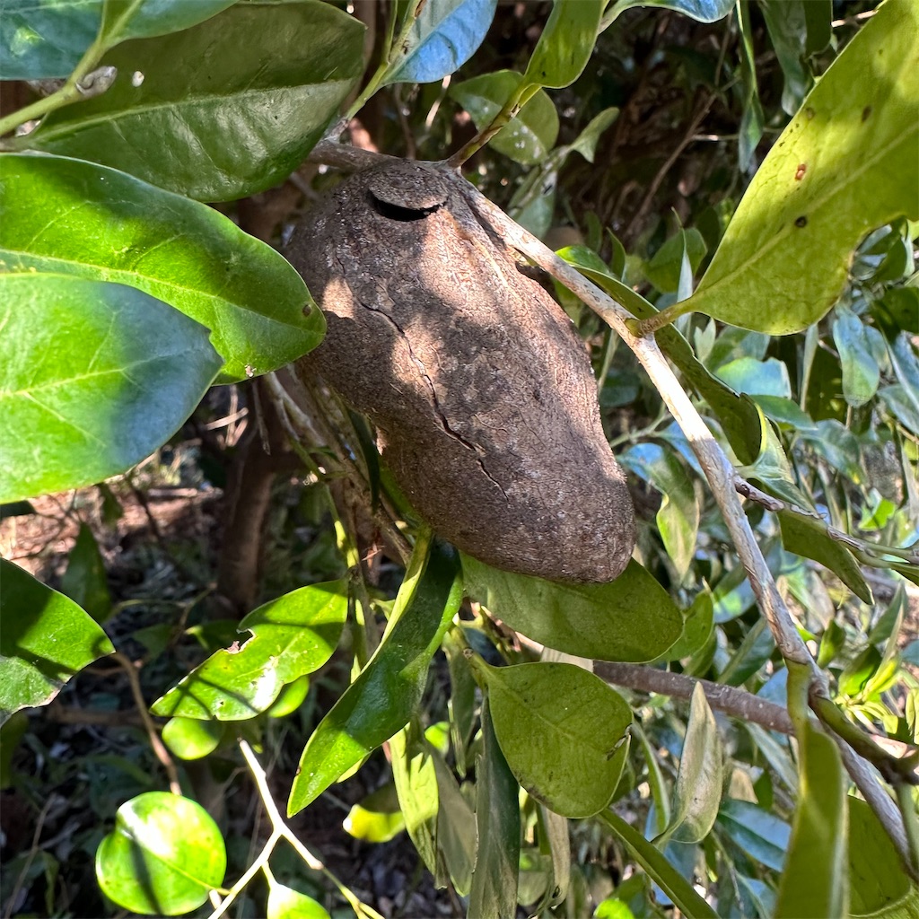 f:id:rotling:20230128230207j:image f:id:rotling:20230128230207j:image