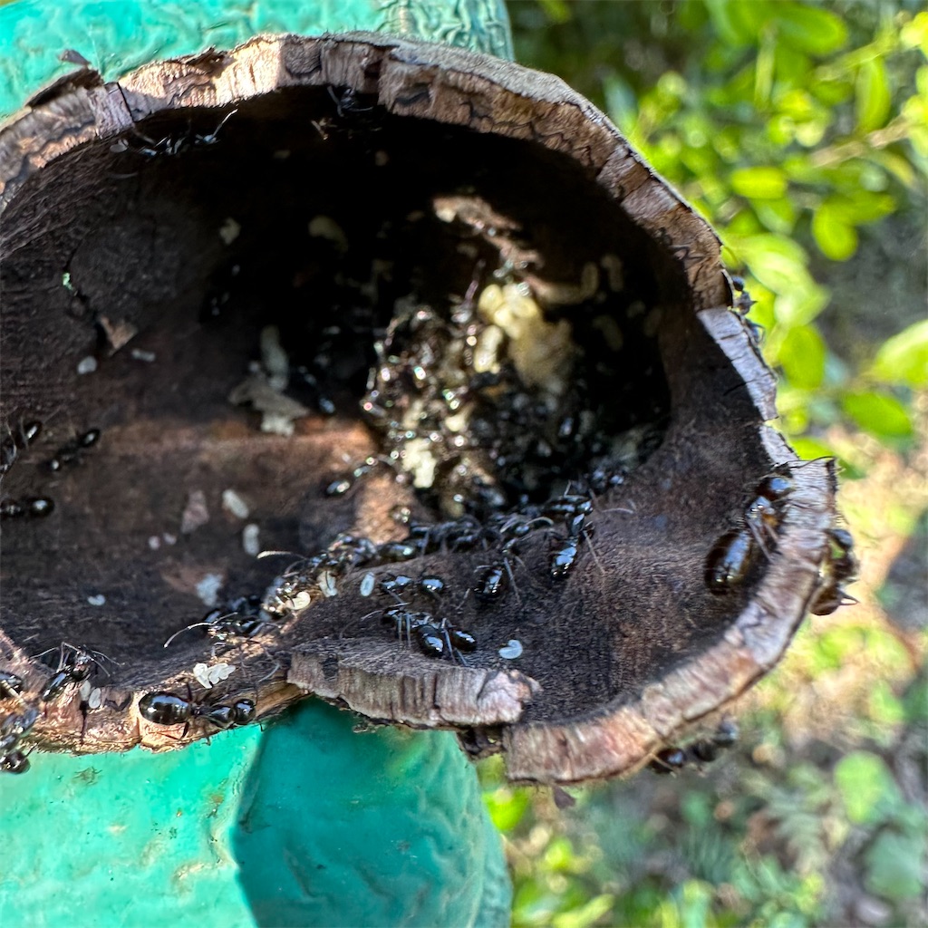 f:id:rotling:20230128230215j:image f:id:rotling:20230128230215j:image