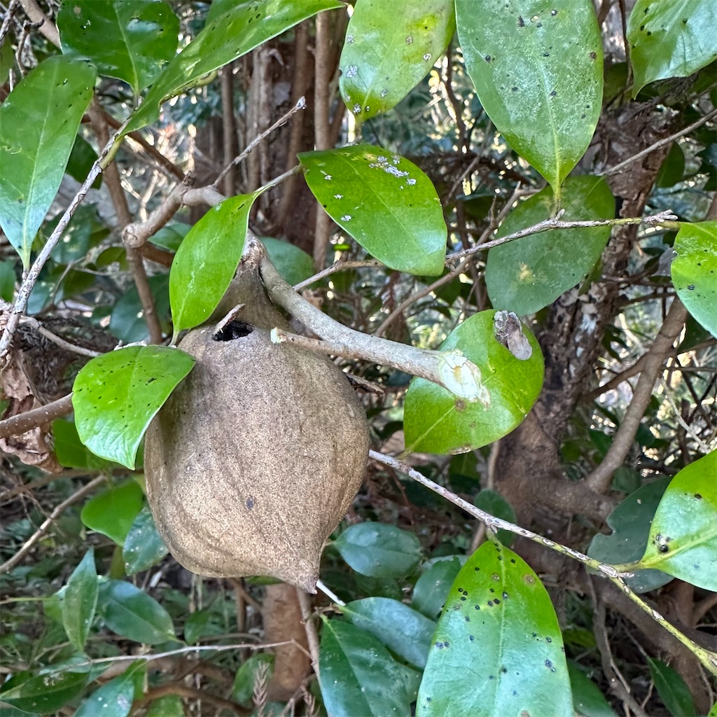 f:id:rotling:20230128230220j:image f:id:rotling:20230128230220j:image