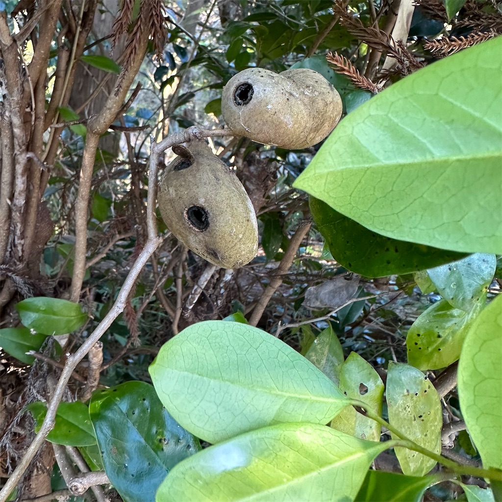 f:id:rotling:20230128230223j:image f:id:rotling:20230128230223j:image