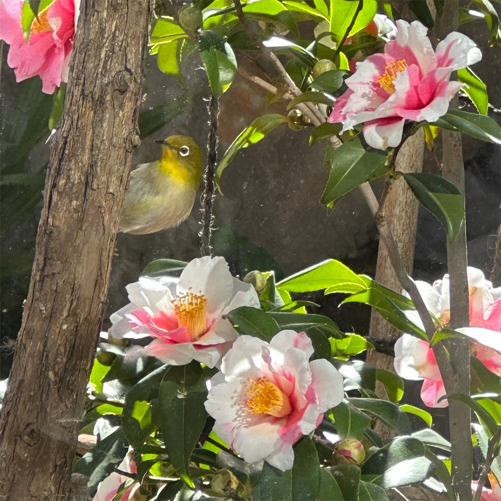 f:id:rotling:20230131203915j:image