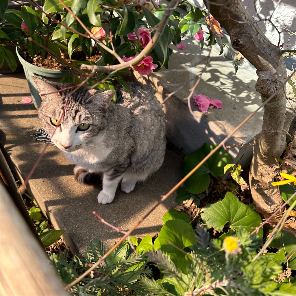 f:id:rotling:20230131203954j:image