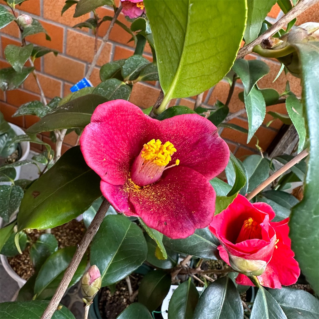 f:id:rotling:20230301095222j:image