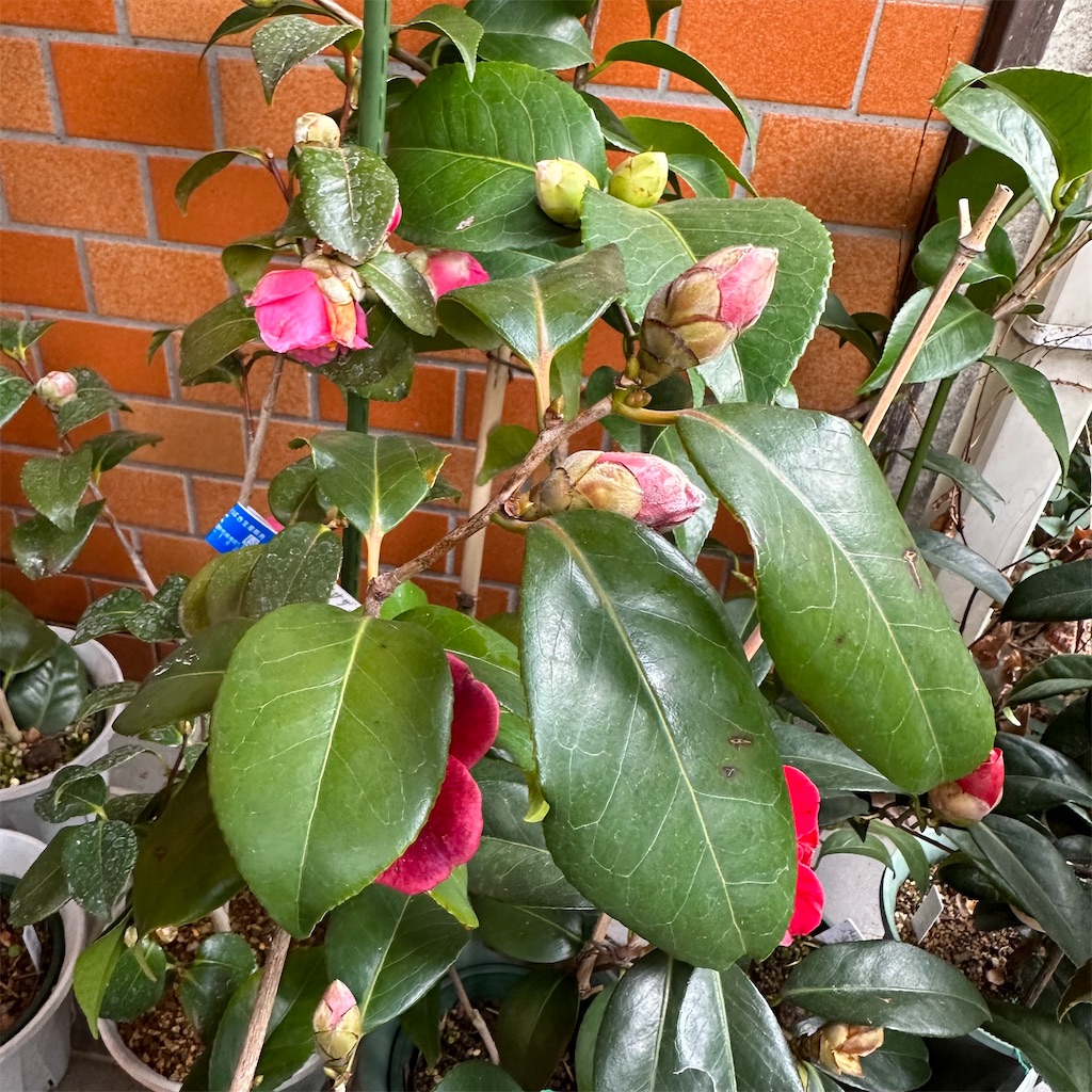 f:id:rotling:20230301095234j:image