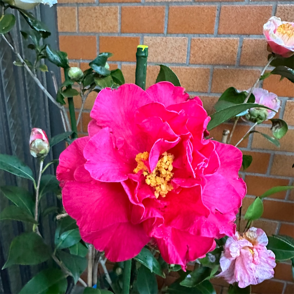 フランクハウザー - お庭番 再び走る