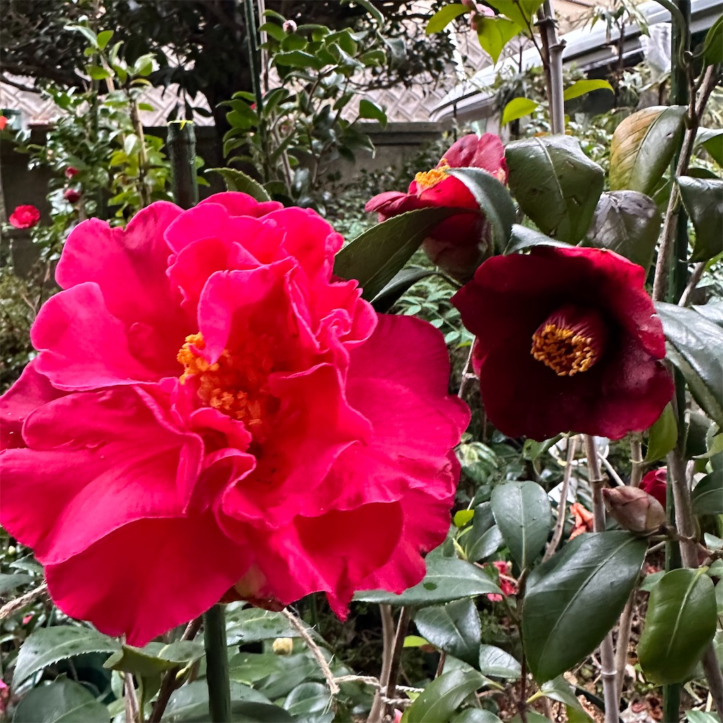 フランクハウザー - お庭番 再び走る