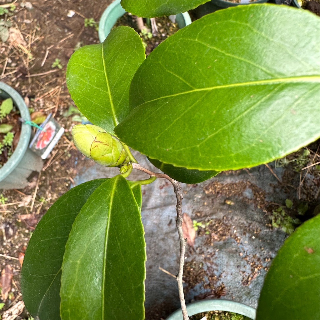 f:id:rotling:20230302102435j:image