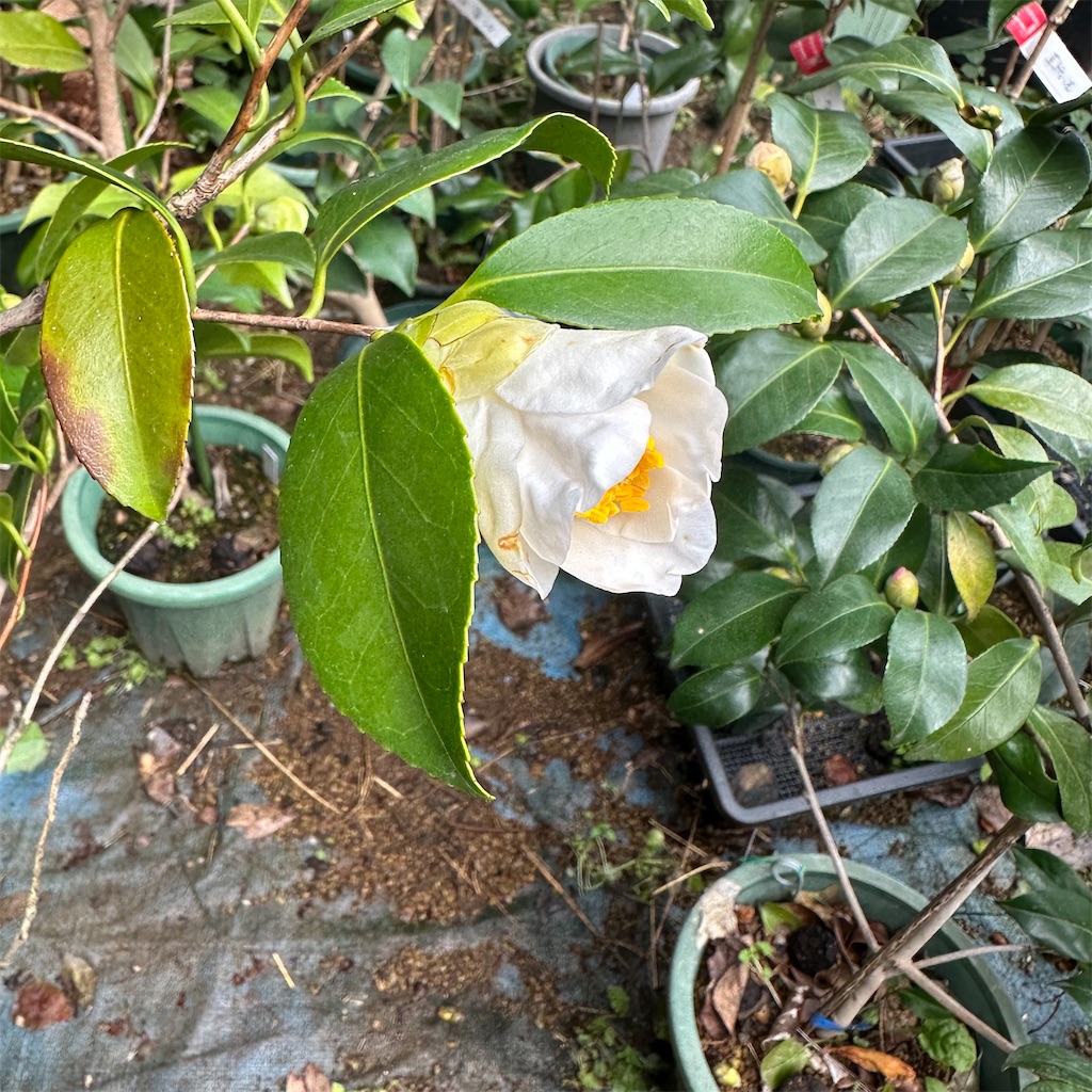 f:id:rotling:20230302102444j:image