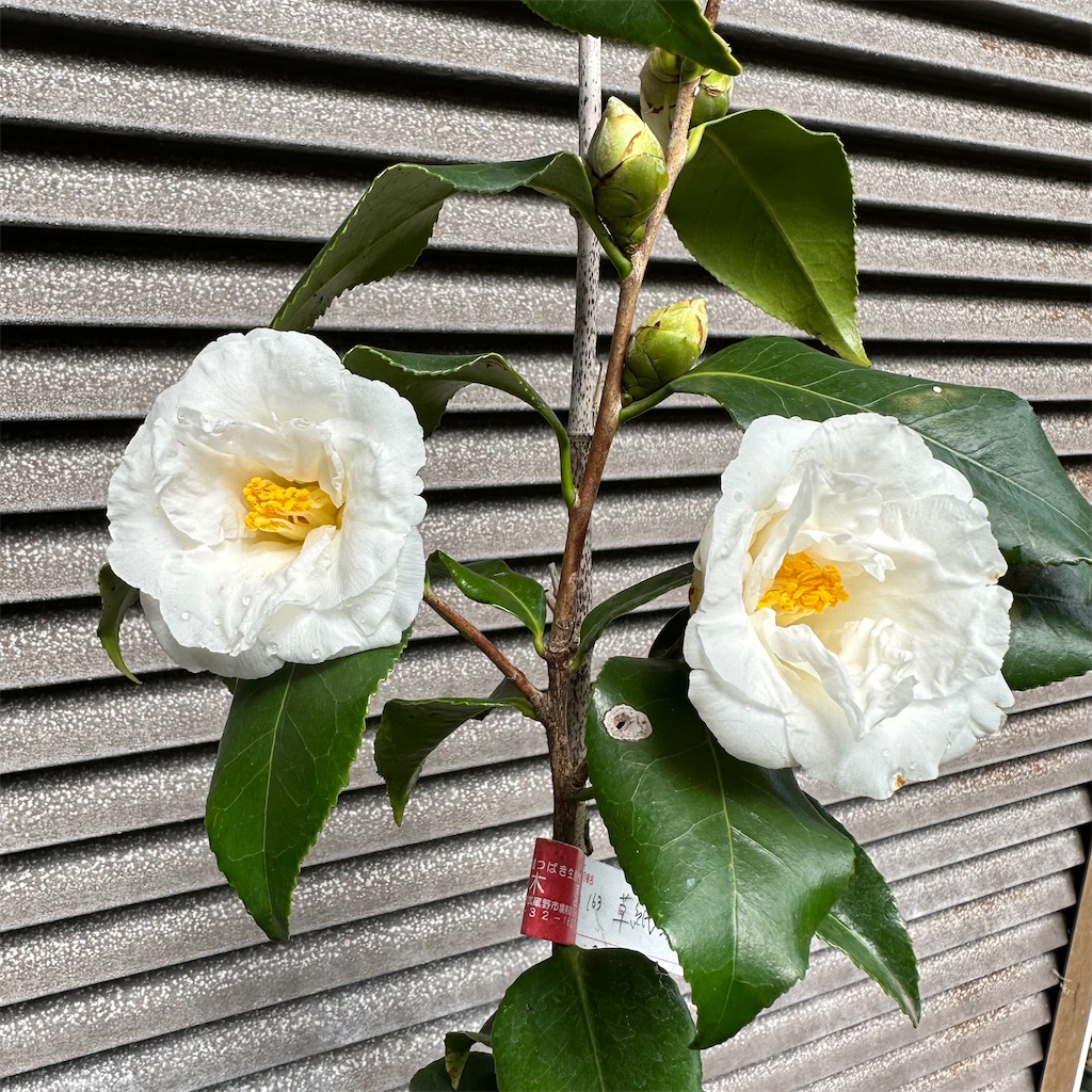 f:id:rotling:20230316124722j:image