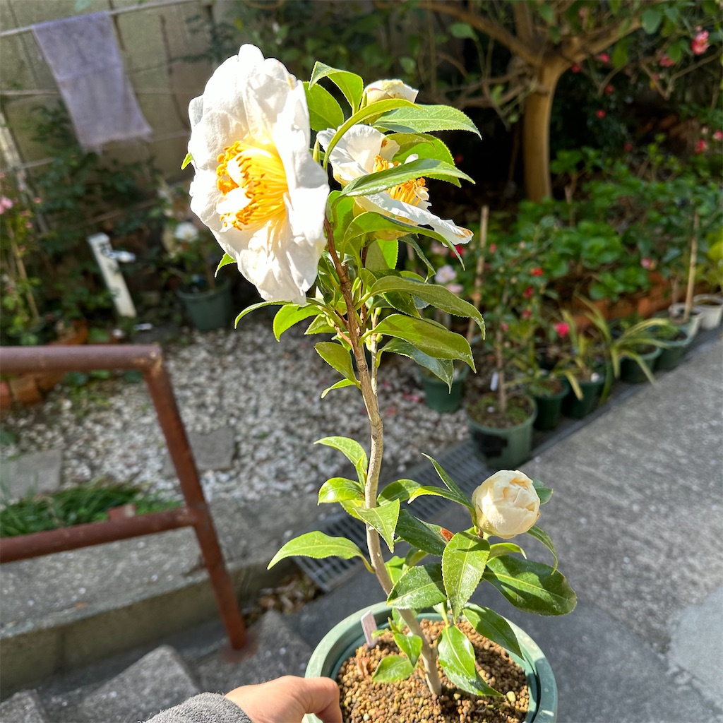 f:id:rotling:20230322150546j:image