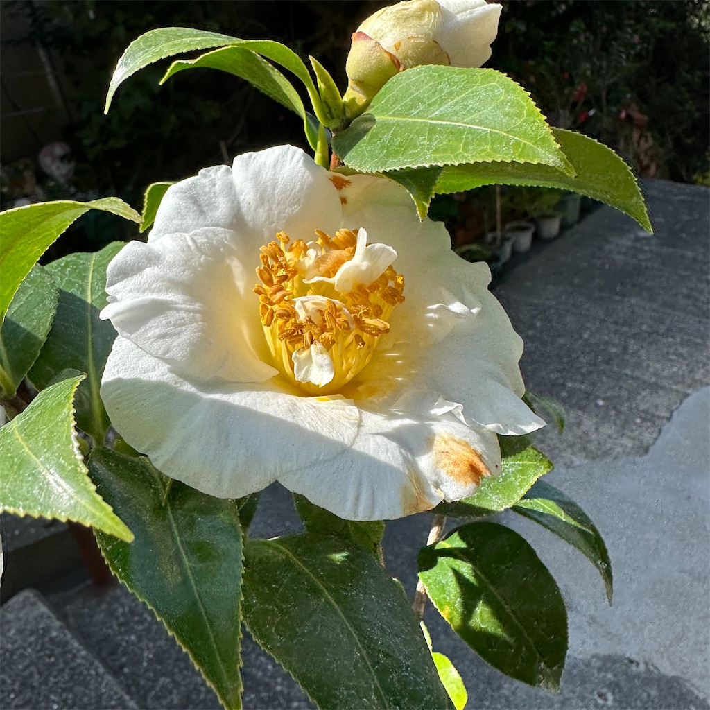 f:id:rotling:20230322150552j:image