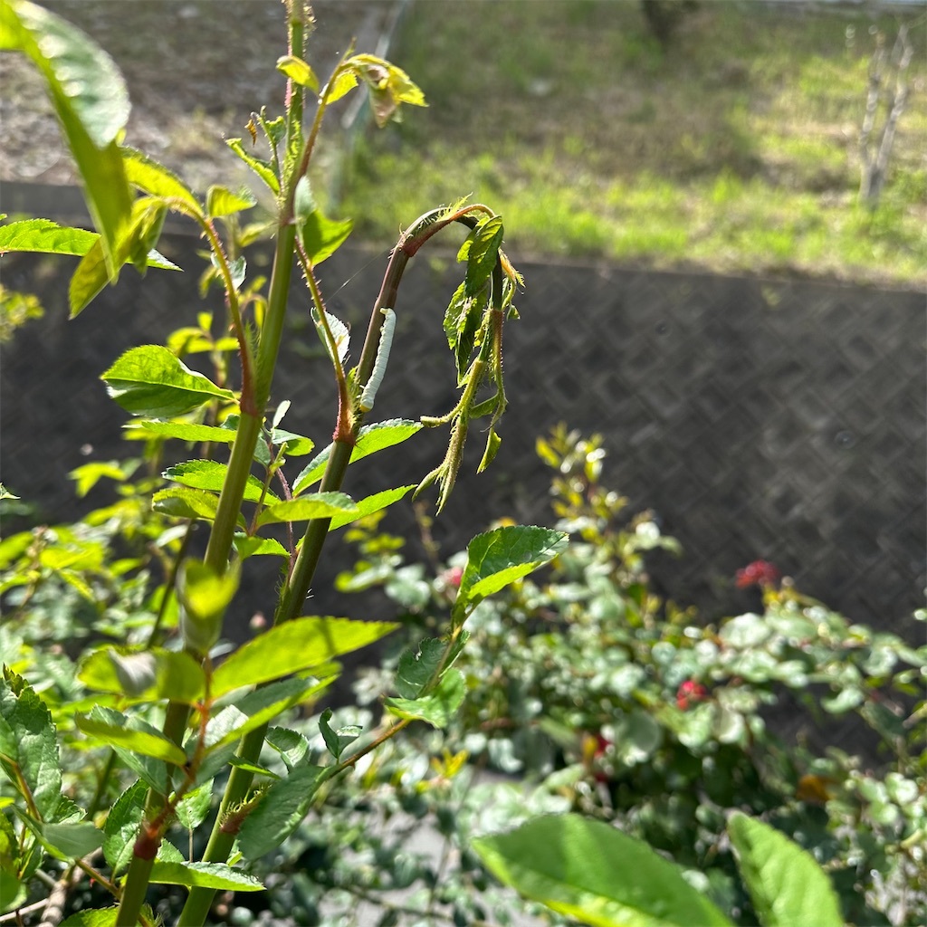 f:id:rotling:20230418105242j:image