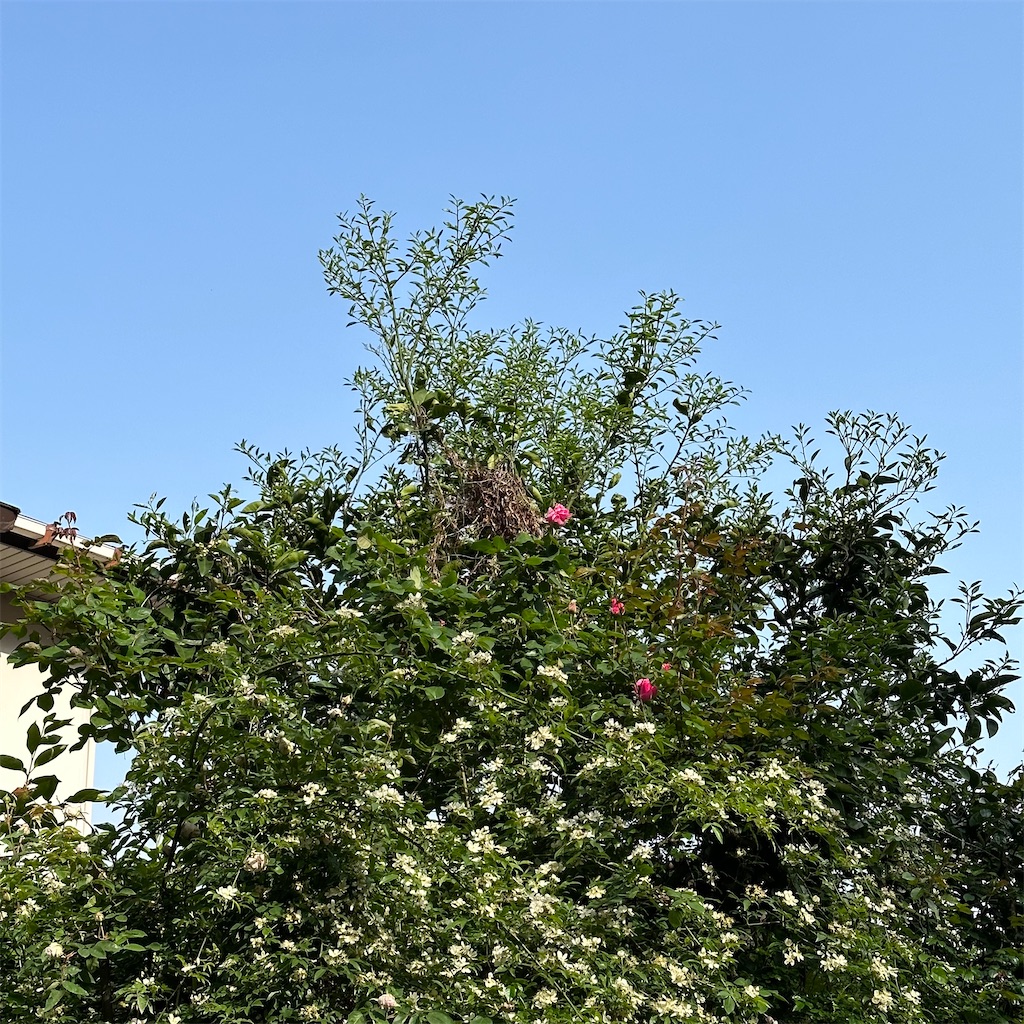 f:id:rotling:20230418105815j:image