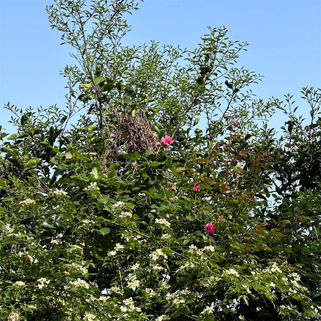 f:id:rotling:20230418105825j:image