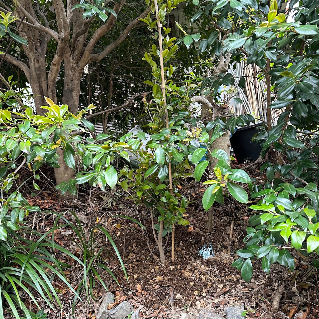 f:id:rotling:20230424154958j:image