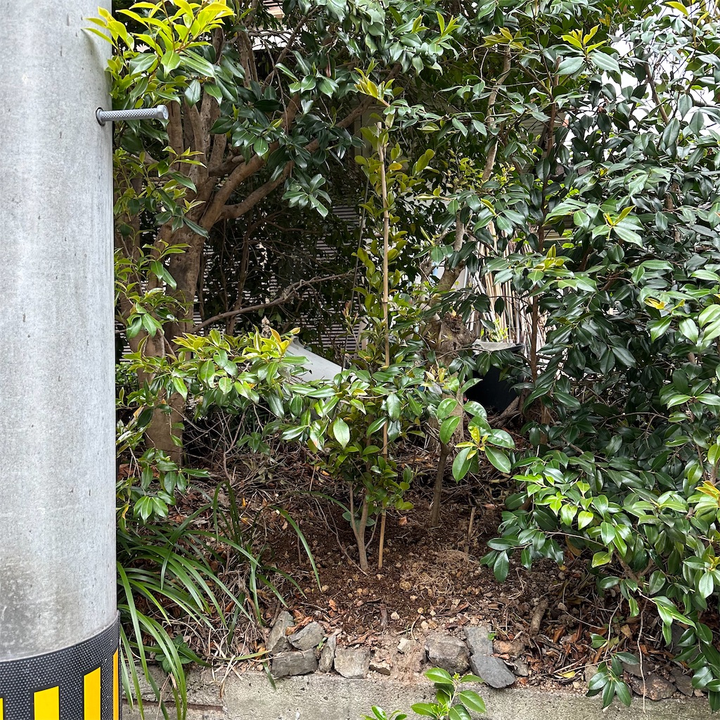 f:id:rotling:20230424155002j:image