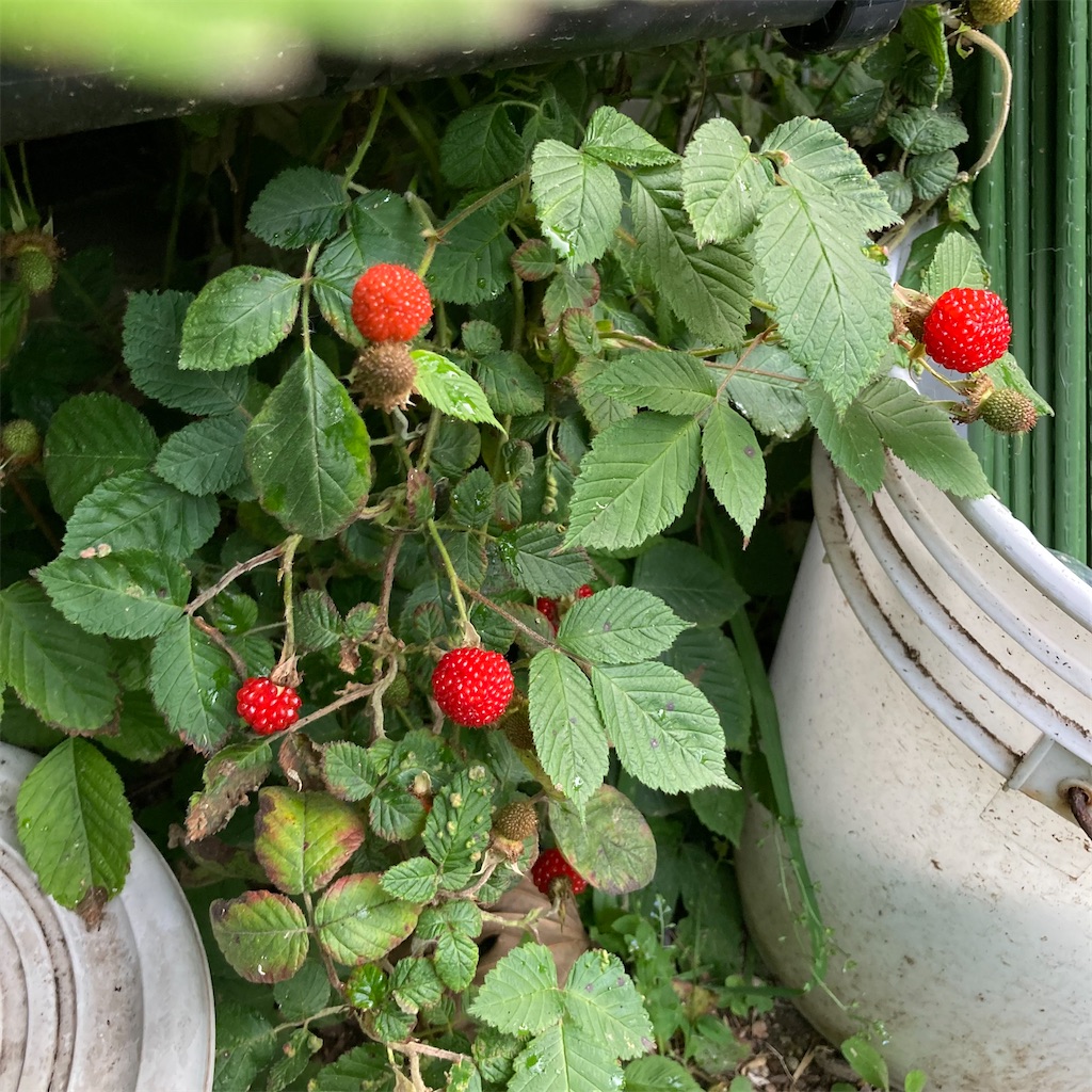 f:id:rotling:20230502092110j:image