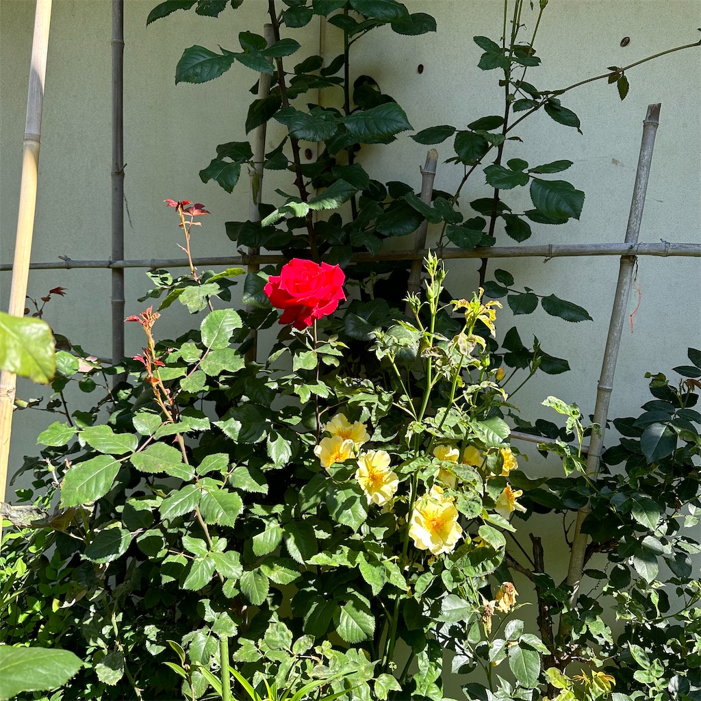 f:id:rotling:20230509125150j:image