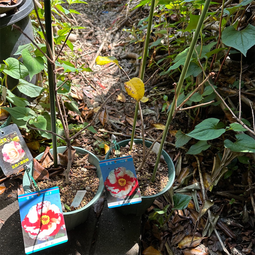 f:id:rotling:20230510100740j:image f:id:rotling:20230510100740j:image