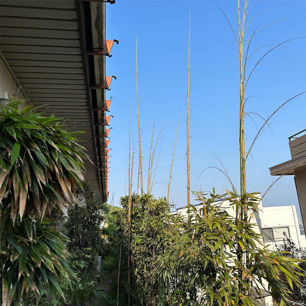 f:id:rotling:20230515075818j:image