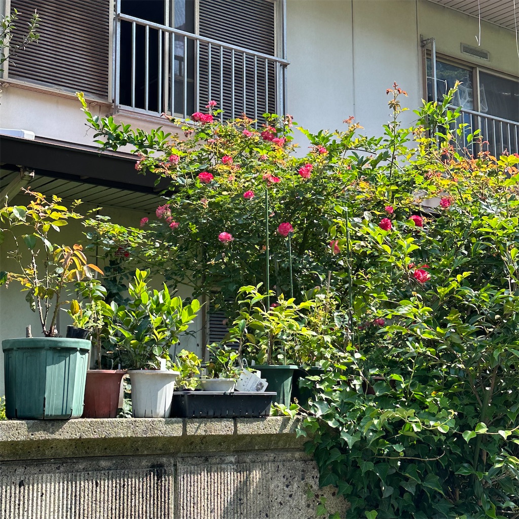 f:id:rotling:20230516101422j:image