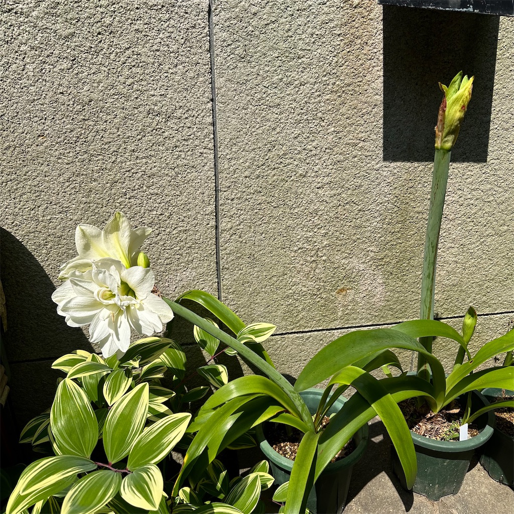 f:id:rotling:20230516101834j:image