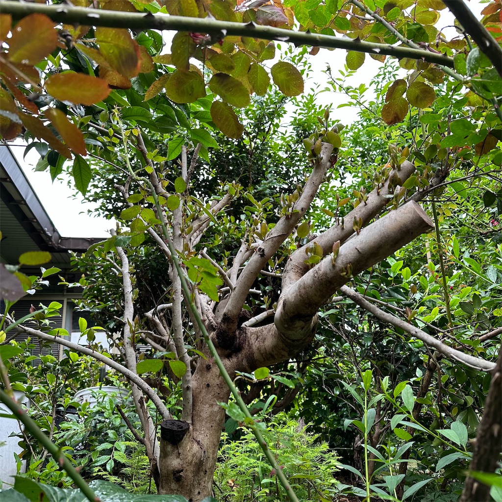 f:id:rotling:20230520081913j:image