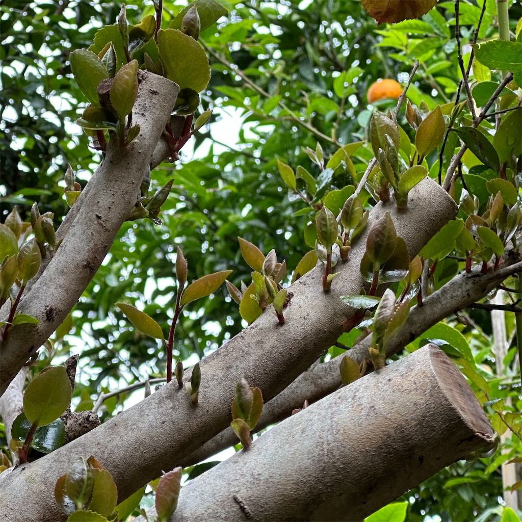 f:id:rotling:20230520081922j:image