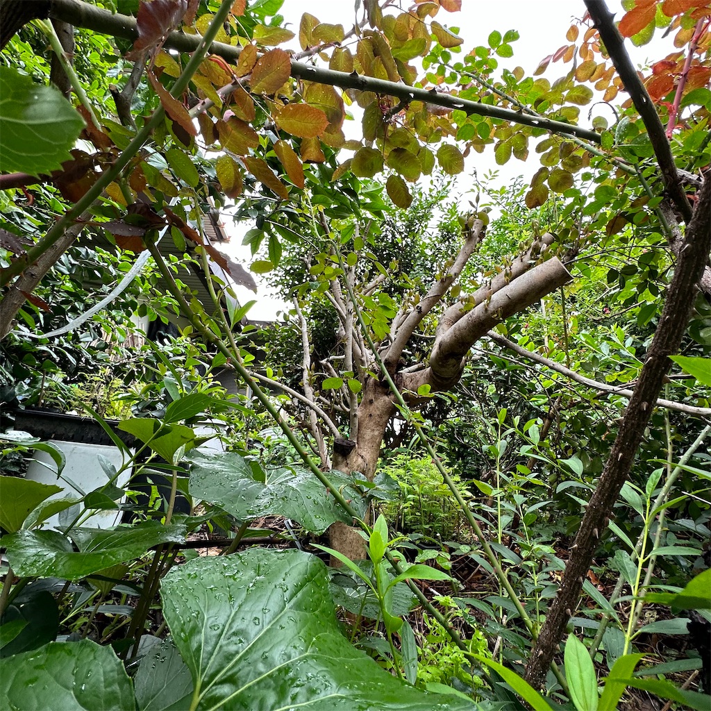 f:id:rotling:20230520081925j:image