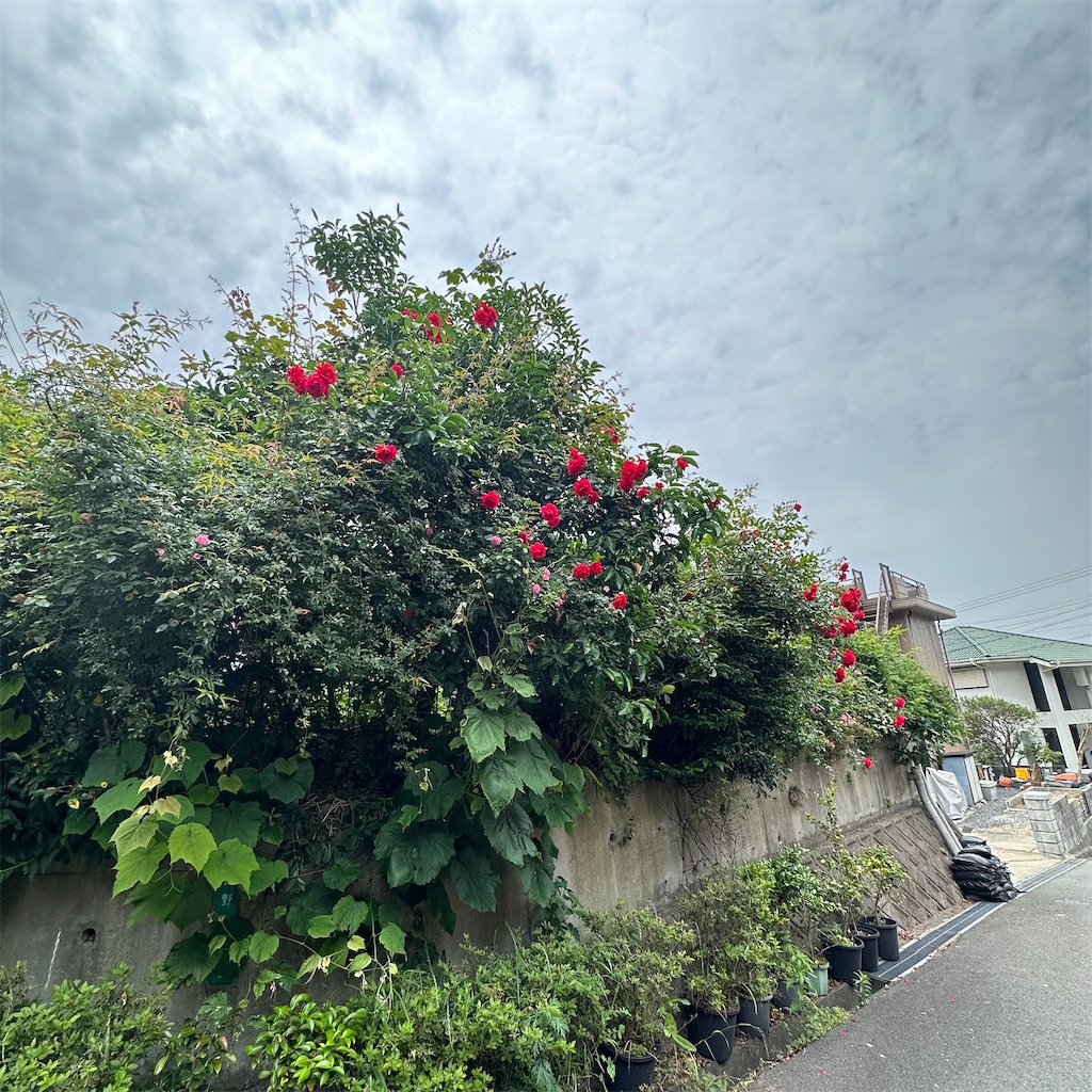 f:id:rotling:20230522225131j:image
