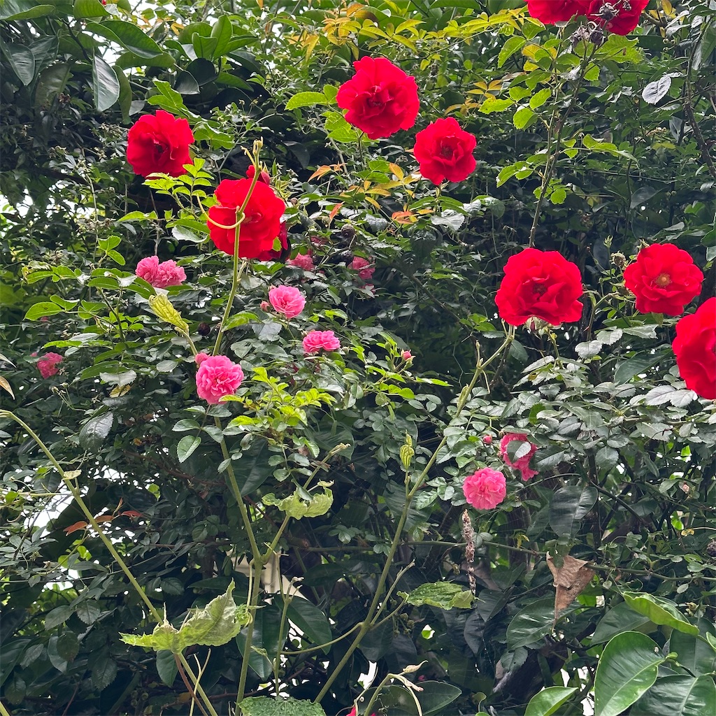 f:id:rotling:20230522225133j:image