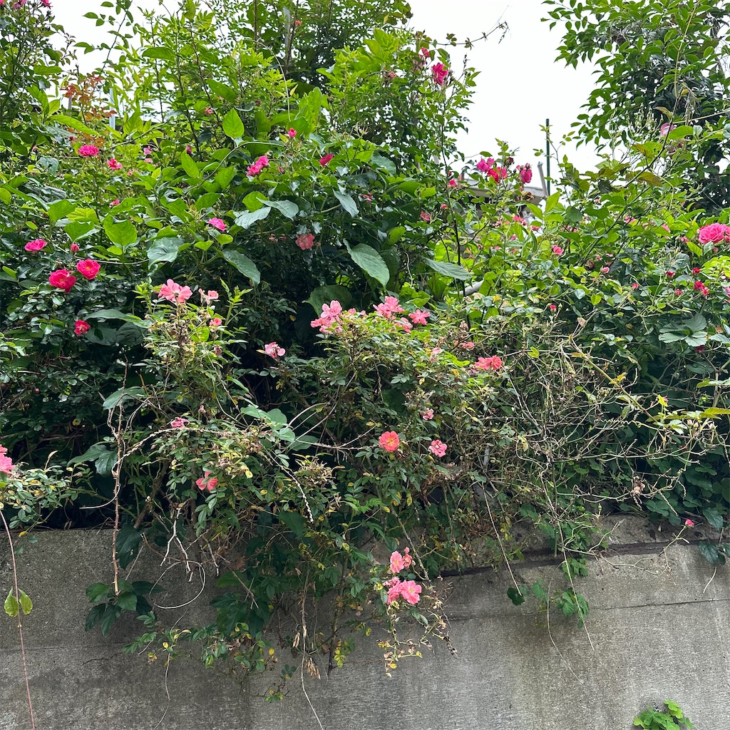f:id:rotling:20230522225303j:image