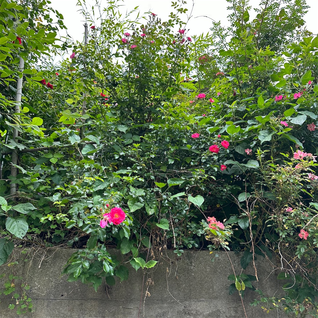 f:id:rotling:20230522225309j:image